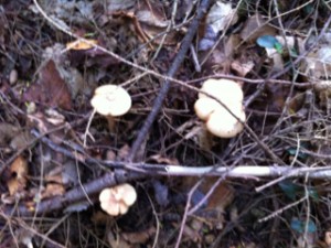 Fungus13